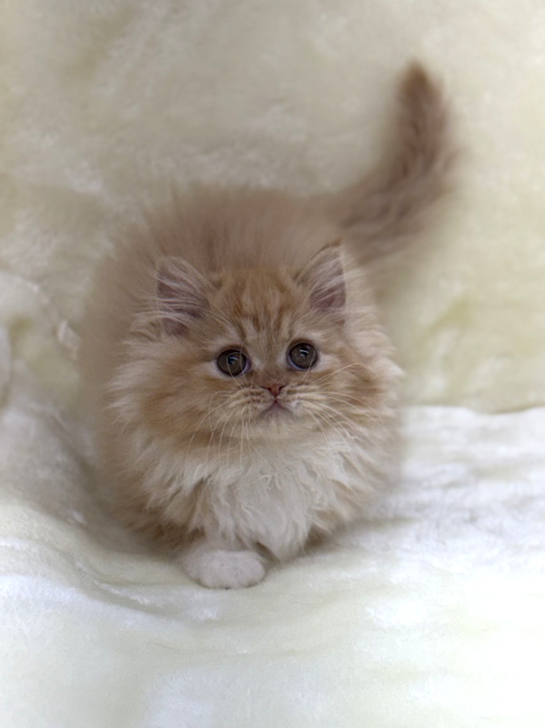 千葉県のサイベリアン (かねだい我孫子店/2026年1月17日生まれ/女の子/レッドタビー)の子猫の3枚目の画像