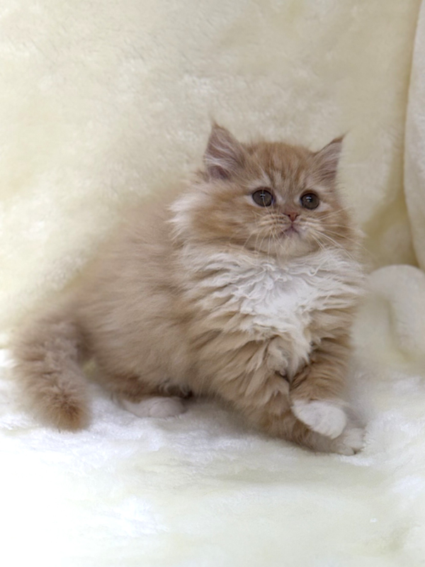 千葉県のサイベリアン (かねだい我孫子店/2026年1月17日生まれ/女の子/レッドタビー)の子猫の4枚目の画像