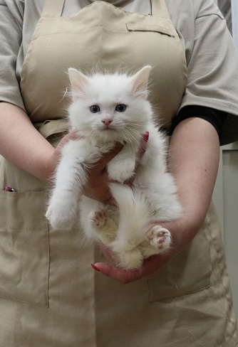 神奈川県のラグドール (かねだい伊勢原店/2026年1月24日生まれ/男の子/レッドポイントバイカラー)の子猫