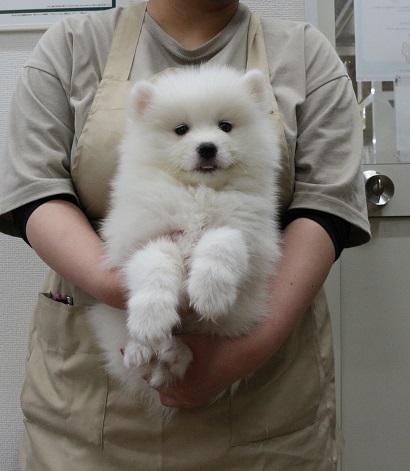 神奈川県のサモエド (かねだい伊勢原店/2026年1月20日生まれ/男の子/ホワイト)の子犬