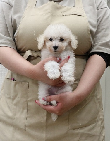 神奈川県のトイプードル(トイ) (かねだい伊勢原店/2026年1月24日生まれ/女の子/ホワイト)の子犬