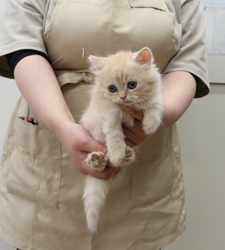 神奈川県のマンチカン (かねだい伊勢原店/2026年1月25日生まれ/女の子/クリームタビー)の子猫
