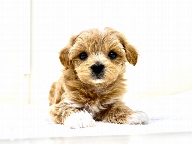 東京都のマルプー(マルチーズ×プードル) (かねだい本町田店/2026年1月22日生まれ/男の子/アプリコットホワイト)の子犬