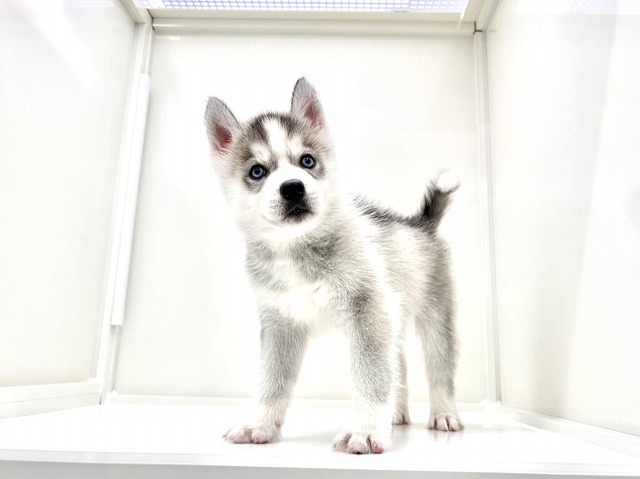 東京都のシベリアンハスキー (かねだい本町田店/2026年1月25日生まれ/男の子/シルバーホワイト)の子犬