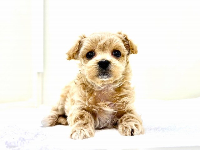 東京都のマルプー(マルチーズ×プードル) (かねだい本町田店/2026年1月23日生まれ/男の子/アプリコットホワイト)の子犬