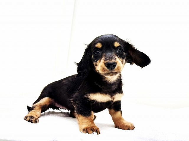 東京都のミニチュアダックスフンド(ロング) (かねだい本町田店/2026年1月24日生まれ/女の子/ブラックタン)の子犬の1枚目の画像