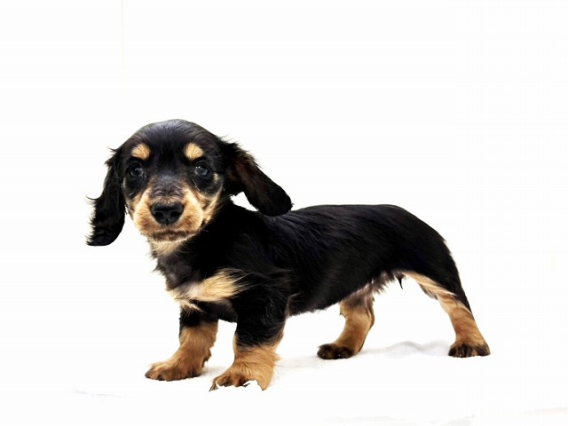 東京都のミニチュアダックスフンド(ロング) (かねだい本町田店/2026年1月24日生まれ/女の子/ブラックタン)の子犬の2枚目の画像