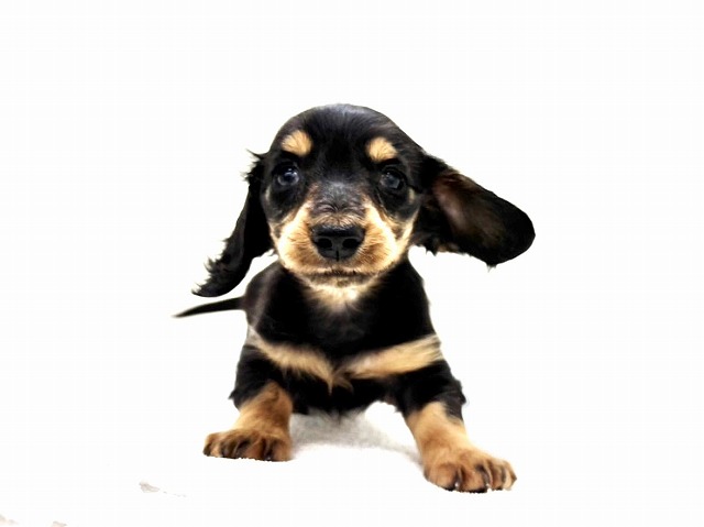 東京都のミニチュアダックスフンド(ロング) (かねだい本町田店/2026年1月24日生まれ/女の子/ブラックタン)の子犬の3枚目の画像