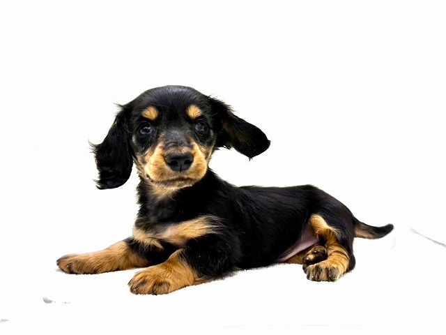 東京都のミニチュアダックスフンド(ロング) (かねだい本町田店/2026年1月24日生まれ/女の子/ブラックタン)の子犬の4枚目の画像