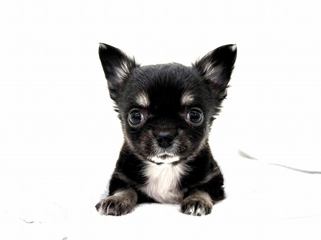 東京都のチワワ(ロング) (かねだい本町田店/2026年1月3日生まれ/男の子/ブラックタン)の子犬