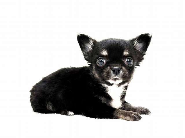 東京都のチワワ(ロング) (かねだい本町田店/2026年1月3日生まれ/男の子/ブラックタン)の子犬の2枚目の画像