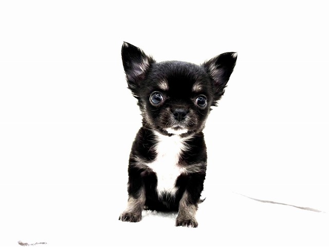 東京都のチワワ(ロング) (かねだい本町田店/2026年1月3日生まれ/男の子/ブラックタン)の子犬の3枚目の画像