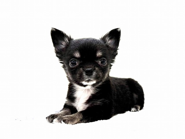 東京都のチワワ(ロング) (かねだい本町田店/2026年1月3日生まれ/男の子/ブラックタン)の子犬の4枚目の画像