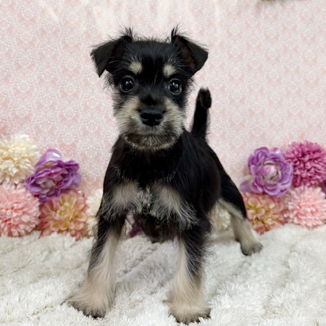 千葉県のシュナプー(シュナウザー×プードル) (かねだい四街道店/2026年1月10日生まれ/女の子/ブラックシルバー)の子犬の1枚目の画像