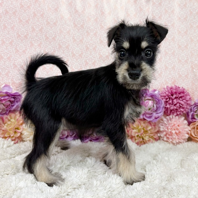 千葉県のシュナプー(シュナウザー×プードル) (かねだい四街道店/2026年1月10日生まれ/女の子/ブラックシルバー)の子犬の2枚目の画像