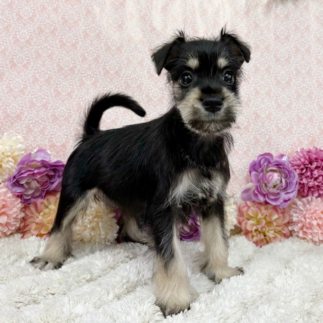 千葉県のシュナプー(シュナウザー×プードル) (かねだい四街道店/2026年1月10日生まれ/女の子/ブラックシルバー)の子犬の3枚目の画像