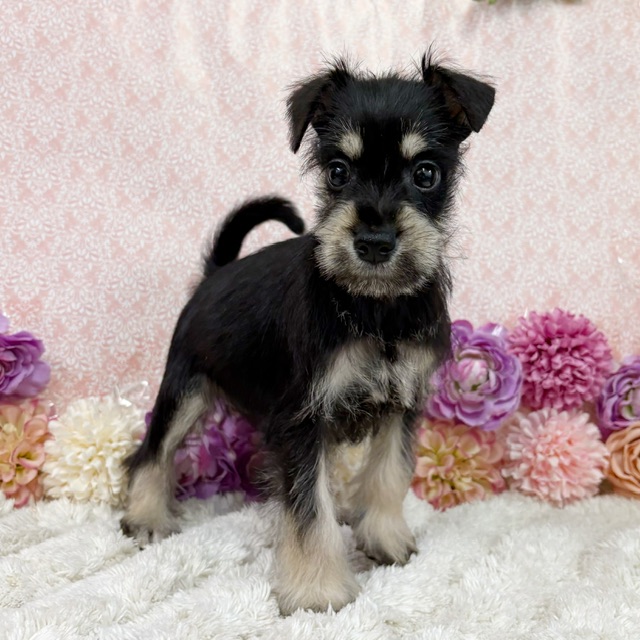 千葉県のシュナプー(シュナウザー×プードル) (かねだい四街道店/2026年1月10日生まれ/女の子/ブラックシルバー)の子犬の4枚目の画像