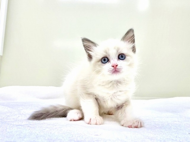 東京都のラグドール (かねだい本町田店/2026年1月24日生まれ/女の子/ブルーポイントバイカラー)の子猫の1枚目の画像