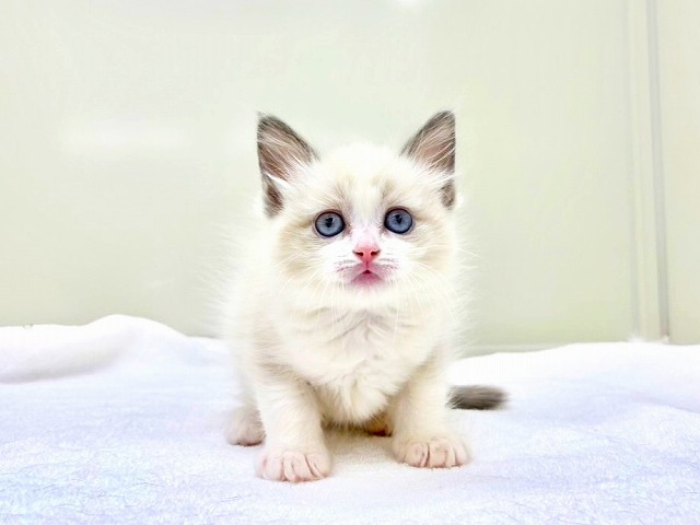 東京都のラグドール (かねだい本町田店/2026年1月24日生まれ/女の子/ブルーポイントバイカラー)の子猫の2枚目の画像