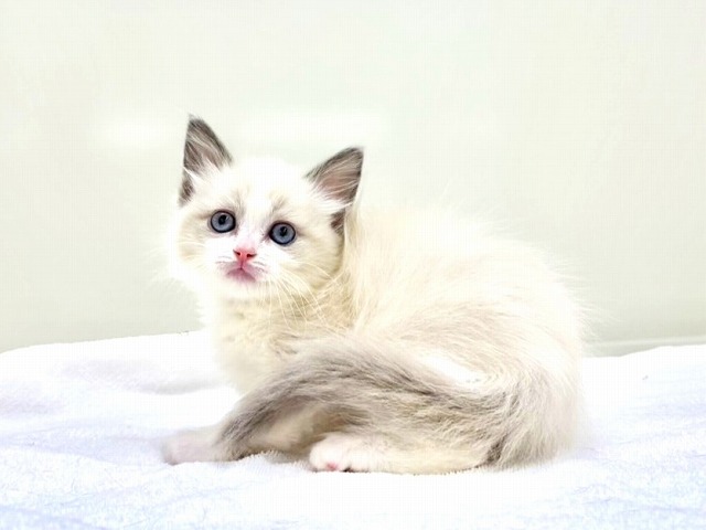東京都のラグドール (かねだい本町田店/2026年1月24日生まれ/女の子/ブルーポイントバイカラー)の子猫の3枚目の画像