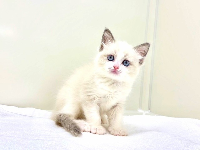 東京都のラグドール (かねだい本町田店/2026年1月24日生まれ/女の子/ブルーポイントバイカラー)の子猫の4枚目の画像