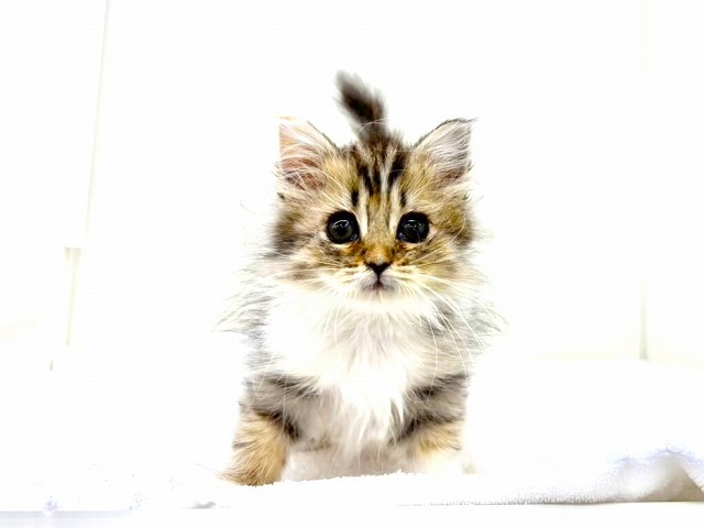 東京都のミヌエット (かねだい本町田店/2026年1月19日生まれ/女の子/ブラウンパッチドタビーホワイト)の子猫の1枚目の画像