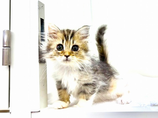 東京都のミヌエット (かねだい本町田店/2026年1月19日生まれ/女の子/ブラウンパッチドタビーホワイト)の子猫の2枚目の画像