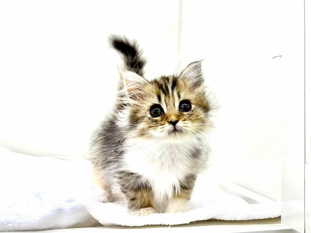 東京都のミヌエット (かねだい本町田店/2026年1月19日生まれ/女の子/ブラウンパッチドタビーホワイト)の子猫の3枚目の画像