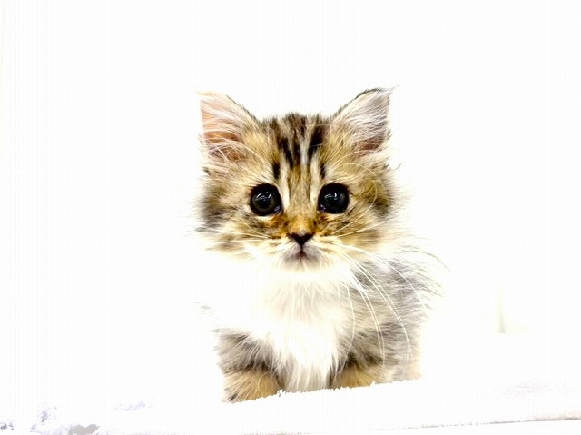 東京都のミヌエット (かねだい本町田店/2026年1月19日生まれ/女の子/ブラウンパッチドタビーホワイト)の子猫の4枚目の画像