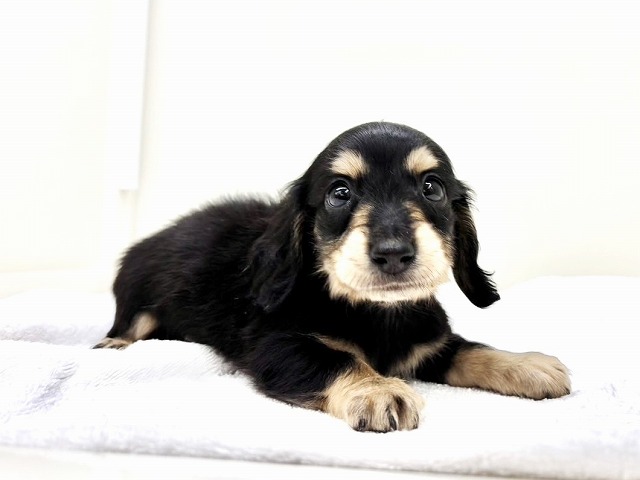 東京都のミニチュアダックスフンド(ロング) (かねだい本町田店/2026年1月24日生まれ/男の子/ブラックタン)の子犬