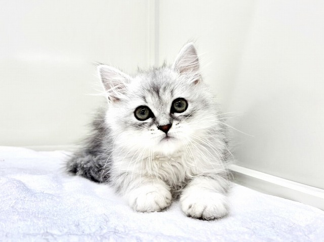 東京都のサイベリアン (かねだい本町田店/2026年1月11日生まれ/男の子/シルバータビー)の子猫の1枚目の画像