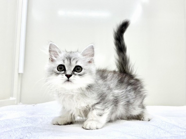 東京都のサイベリアン (かねだい本町田店/2026年1月11日生まれ/男の子/シルバータビー)の子猫の2枚目の画像