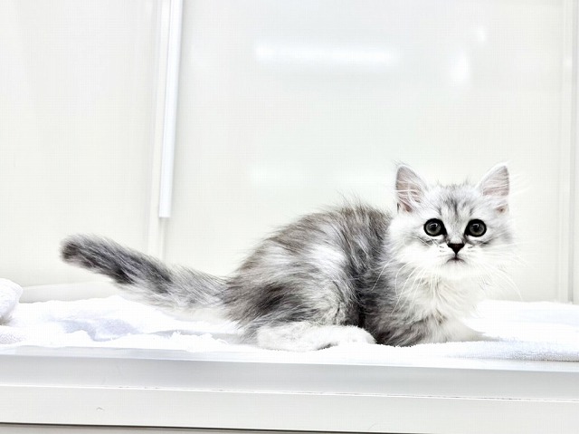 東京都のサイベリアン (かねだい本町田店/2026年1月11日生まれ/男の子/シルバータビー)の子猫の3枚目の画像