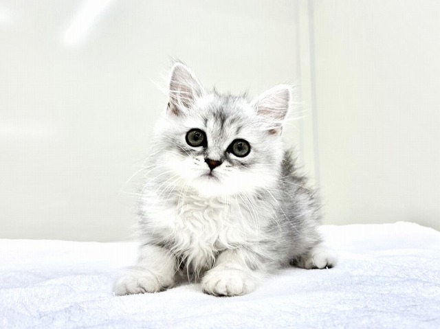 東京都のサイベリアン (かねだい本町田店/2026年1月11日生まれ/男の子/シルバータビー)の子猫の4枚目の画像