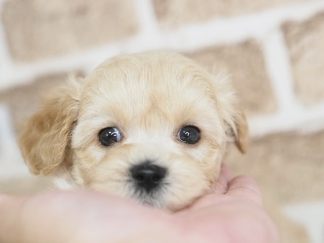 埼玉県のマルプー(マルチーズ×プードル) (かねだい戸田店/2026年1月24日生まれ/男の子/クリーム)の子犬