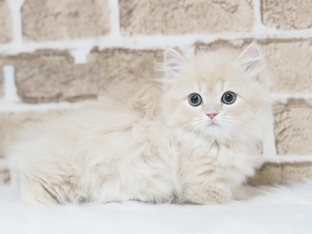 埼玉県のミヌエット (かねだい戸田店/2026年1月23日生まれ/女の子/クリームタビー)の子猫の1枚目の画像