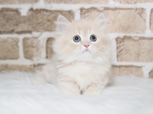 埼玉県のミヌエット (かねだい戸田店/2026年1月23日生まれ/女の子/クリームタビー)の子猫の2枚目の画像