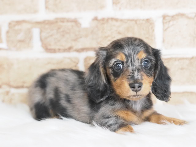 埼玉県のミニチュアダックスフンド(ロング) (かねだい戸田店/2026年1月21日生まれ/男の子/シルバーダップル)の子犬