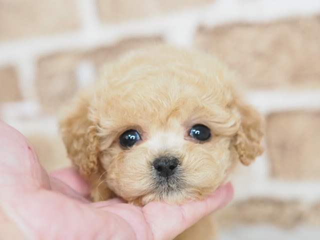 埼玉県のマルプー(マルチーズ×プードル) (かねだい戸田店/2026年1月22日生まれ/女の子/アプリコット)の子犬