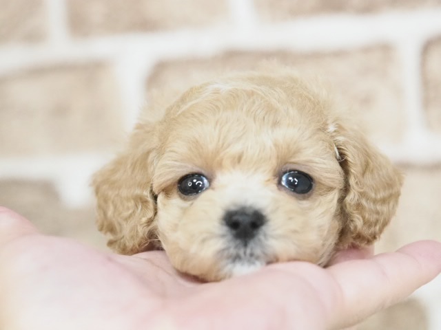 埼玉県のマルプー(マルチーズ×プードル) (かねだい戸田店/2026年1月22日生まれ/女の子/アプリコット)の子犬