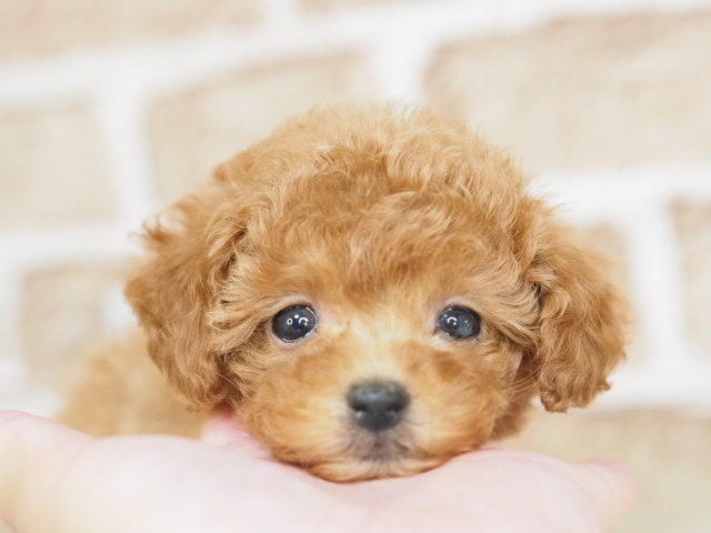 埼玉県のトイプードル(トイ) (かねだい戸田店/2026年1月23日生まれ/女の子/レッド)の子犬