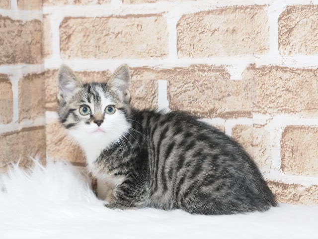 埼玉県のマンチカン (かねだい戸田店/2026年1月24日生まれ/女の子/ブラックタビーホワイト)の子猫