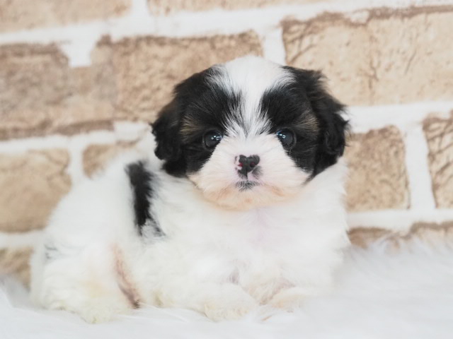 埼玉県のプーズー/プーシーズ(プードル×シーズー) (かねだい戸田店/2026年1月25日生まれ/男の子/パーティーカラー)の子犬の1枚目の画像