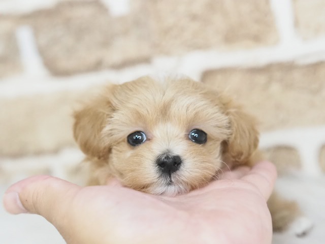 埼玉県のマルプー(マルチーズ×プードル) (かねだい戸田店/2026年1月23日生まれ/女の子/アプリコット)の子犬
