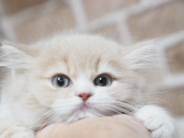 埼玉県のスコティッシュフォールド (かねだい戸田店/2026年1月22日生まれ/男の子/クリームホワイト)の子猫