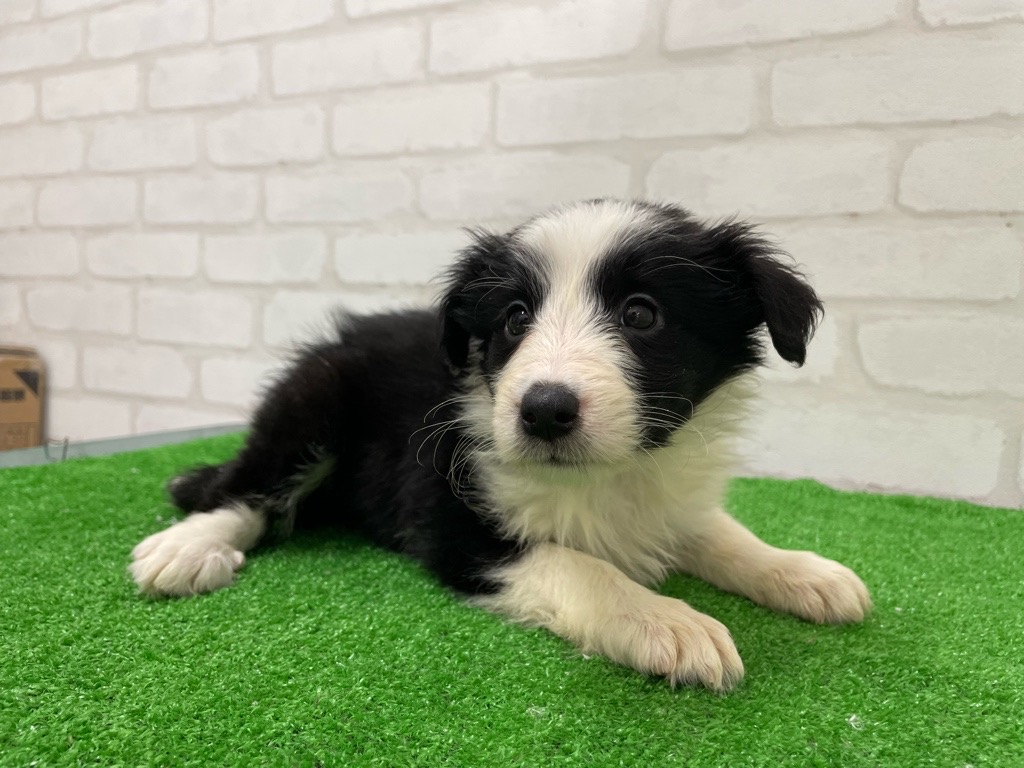 東京都のハーフ犬・ミックス犬 (かねだい立川店/2026年1月25日生まれ/女の子/ブラックホワイト)の子犬