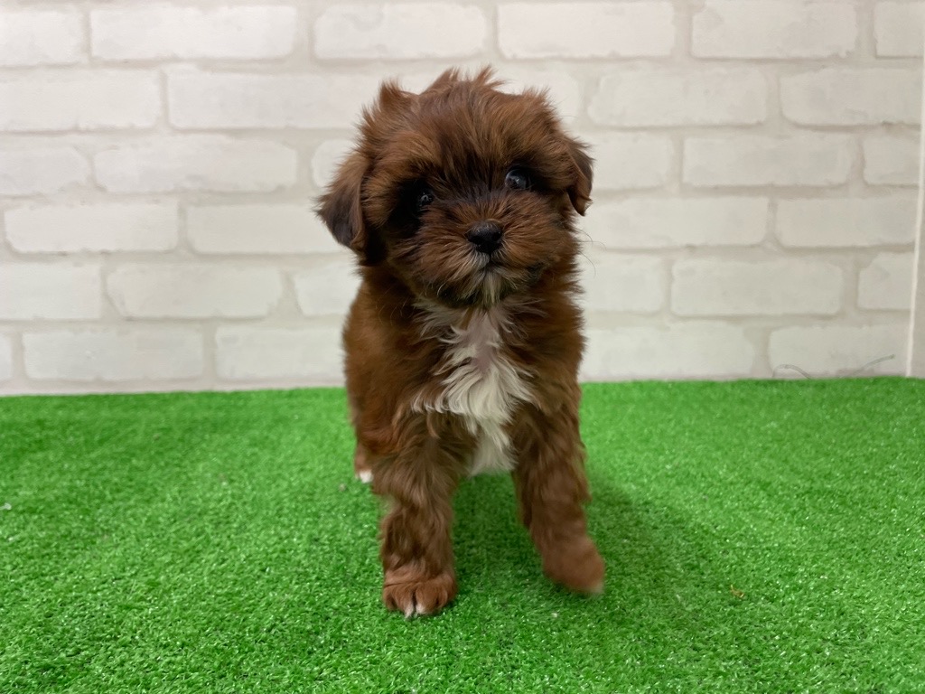 東京都のプーズー/プーシーズ(プードル×シーズー) (かねだい立川店/2026年1月22日生まれ/女の子/レッドホワイト)の子犬