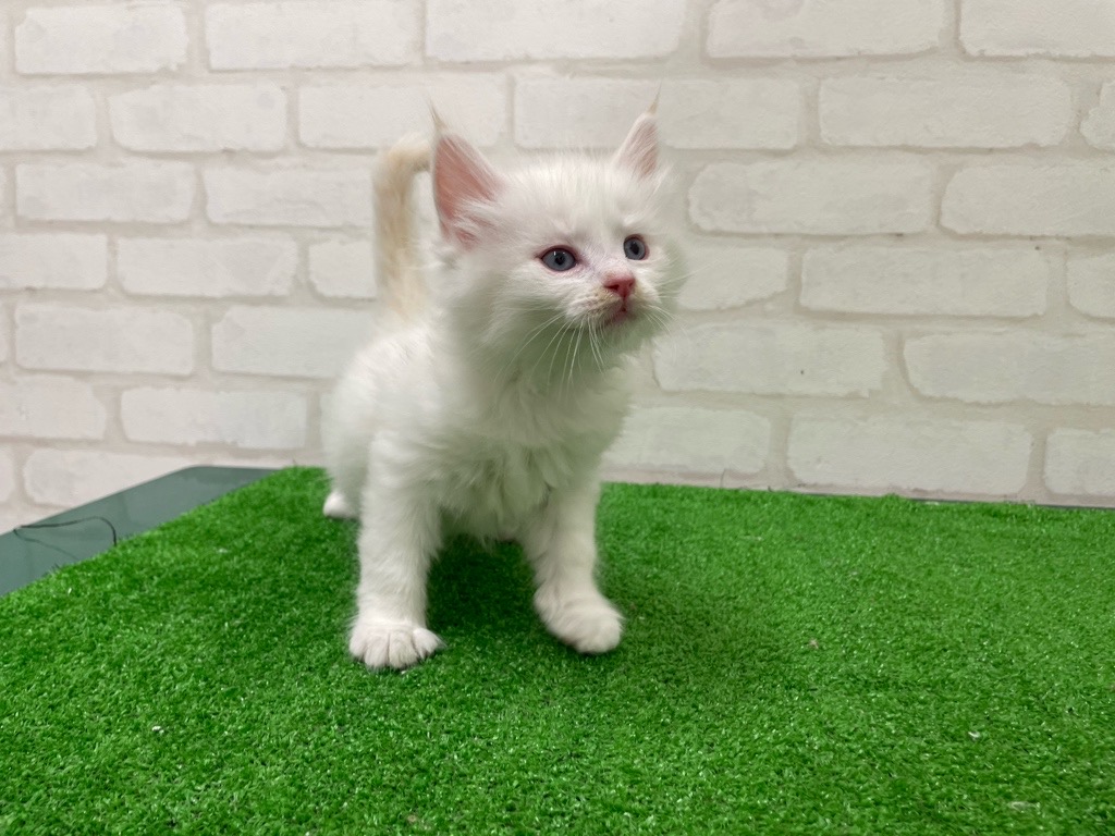 東京都のネヴァマスカレード (かねだい立川店/2026年1月25日生まれ/男の子/クリームポイントホワイト)の子猫