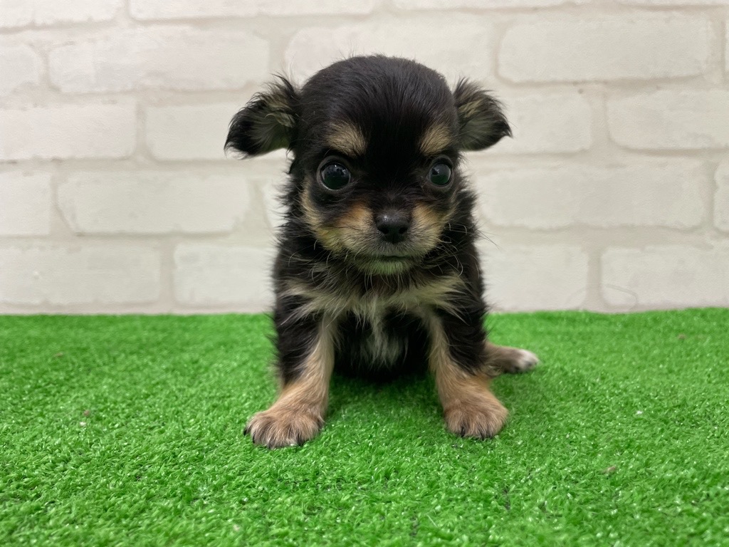 東京都のチワワ(ロング) (かねだい立川店/2026年1月24日生まれ/男の子/ブラックタンホワイト)の子犬