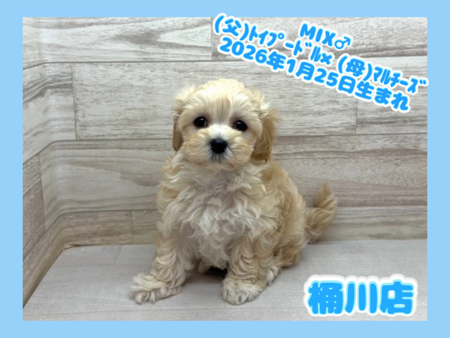 埼玉県のマルプー(マルチーズ×プードル) (かねだい桶川店/2026年1月25日生まれ/男の子/その他色)の子犬の1枚目の画像